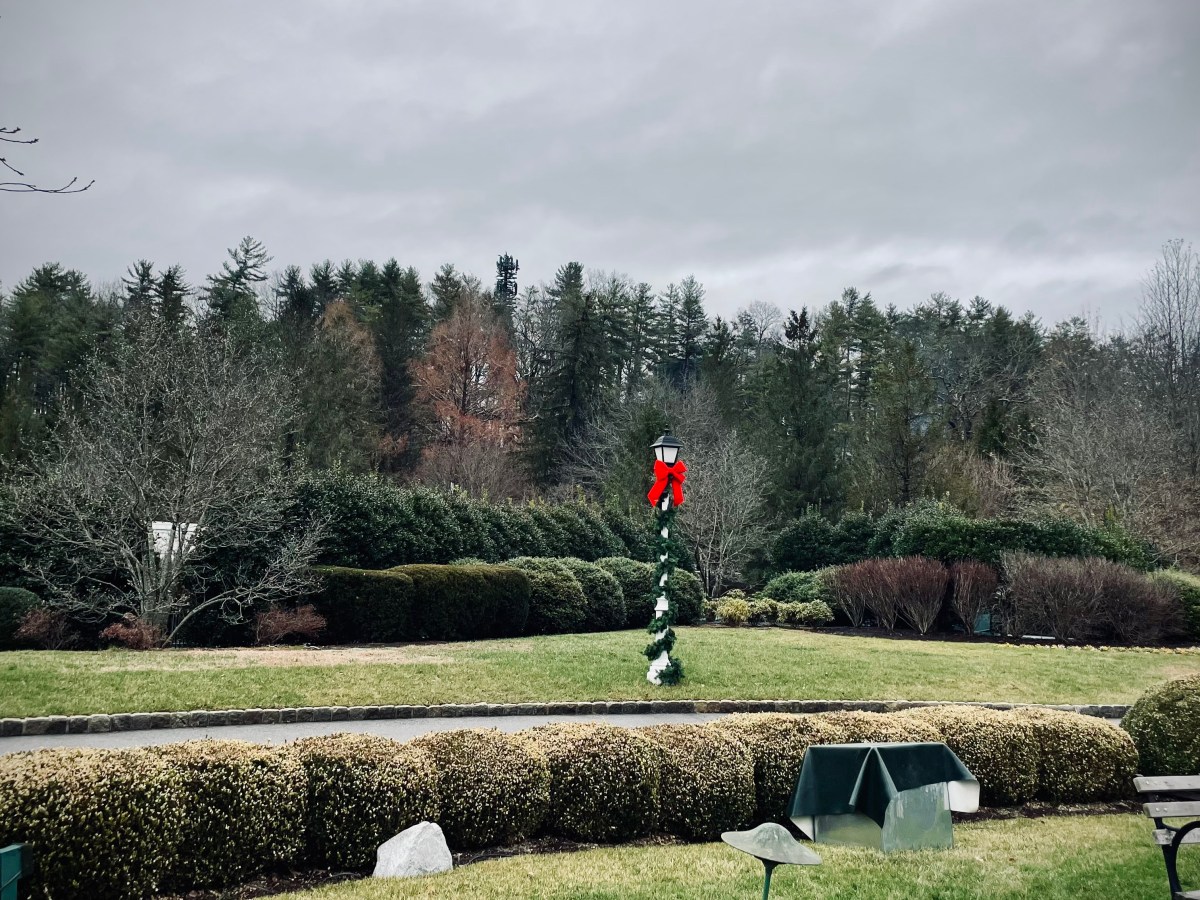 One of These Trees Is Not Like the&nbsp;Others