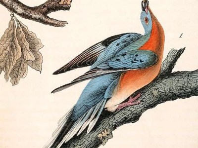 The Funeral of a&nbsp;Species